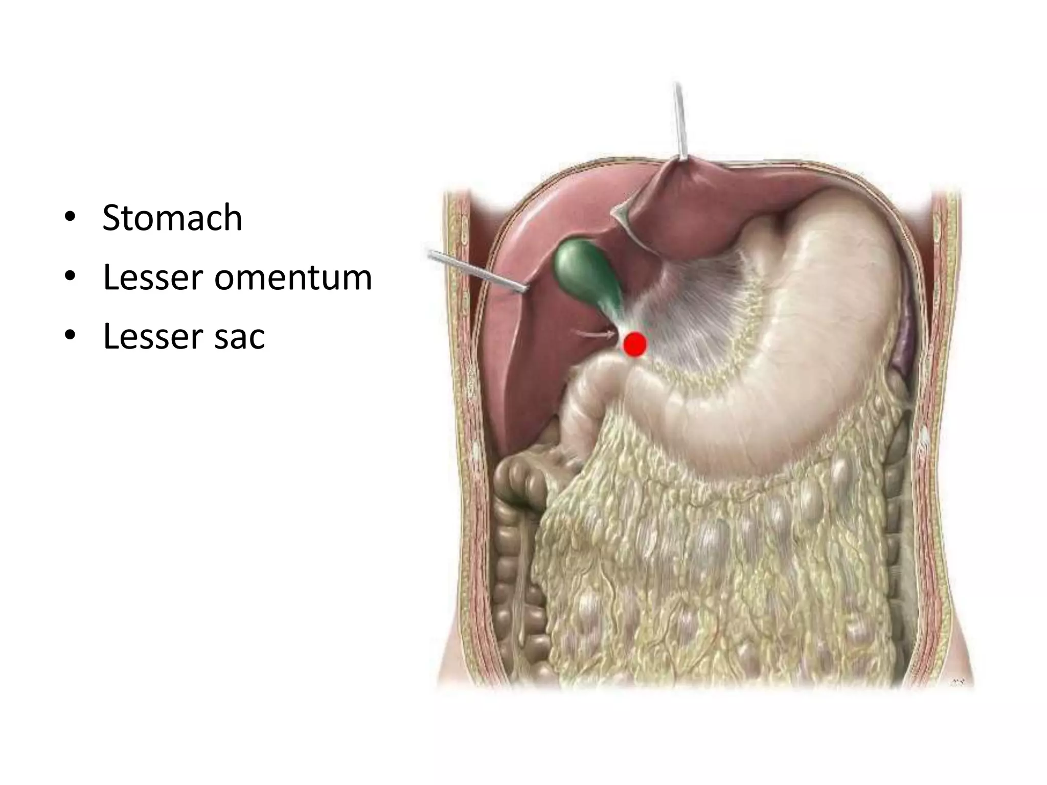 • Stomach
• Lesser omentum
• Lesser sac
 