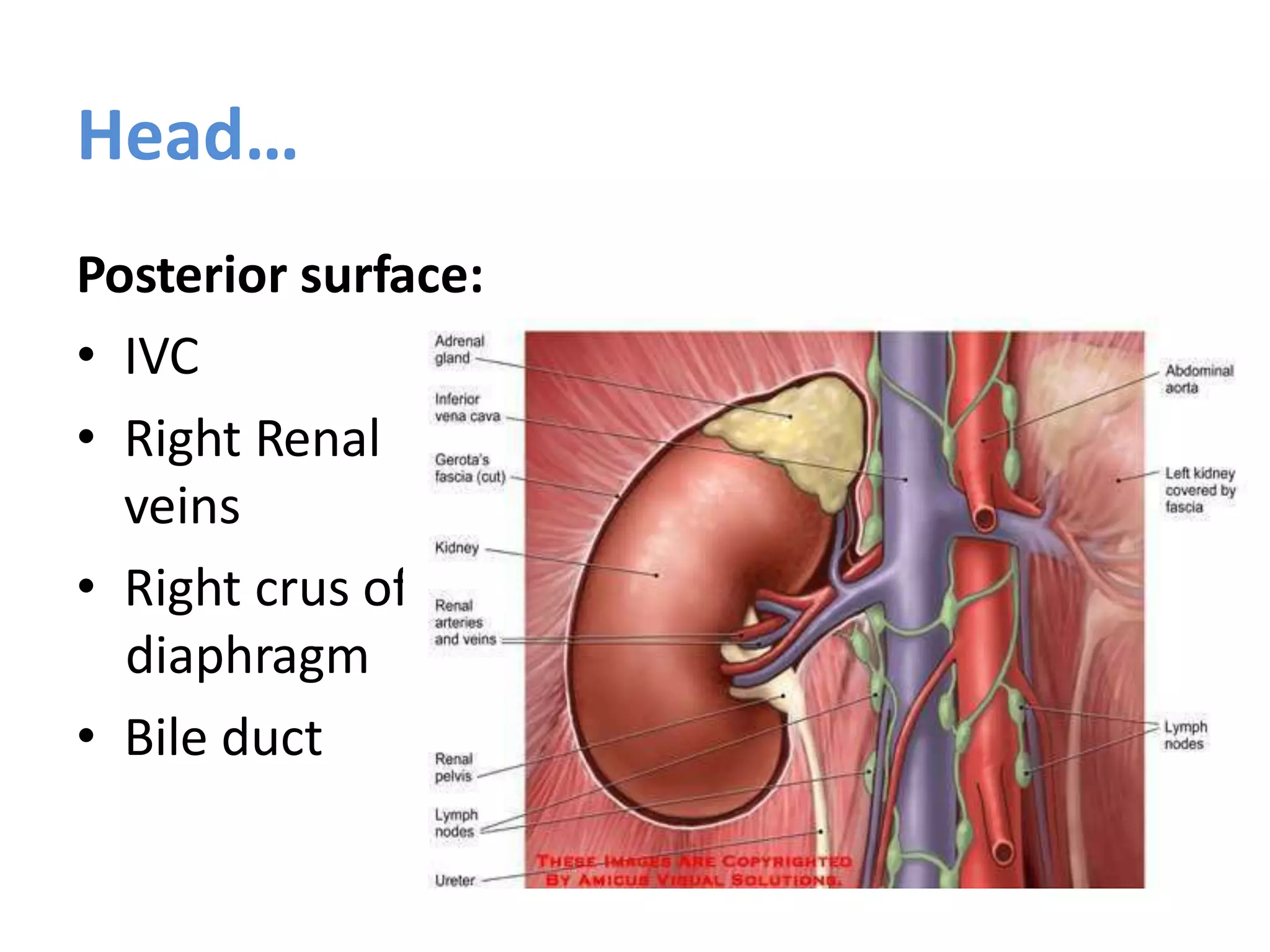 Head…
Posterior surface:
• IVC
• Right Renal
veins
• Right crus of
diaphragm
• Bile duct
 