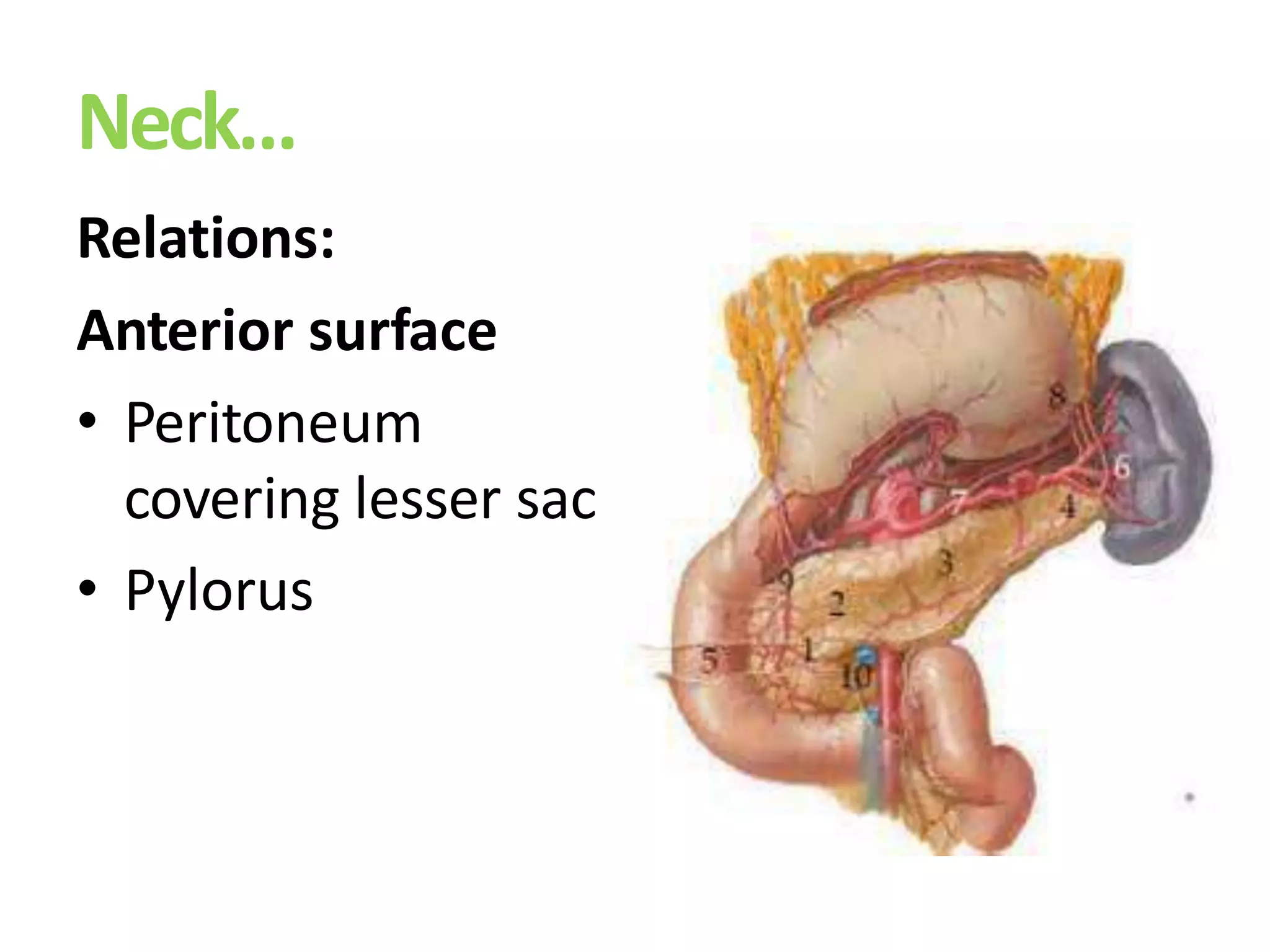 Neck…
Relations:
Anterior surface
• Peritoneum
covering lesser sac
• Pylorus
 