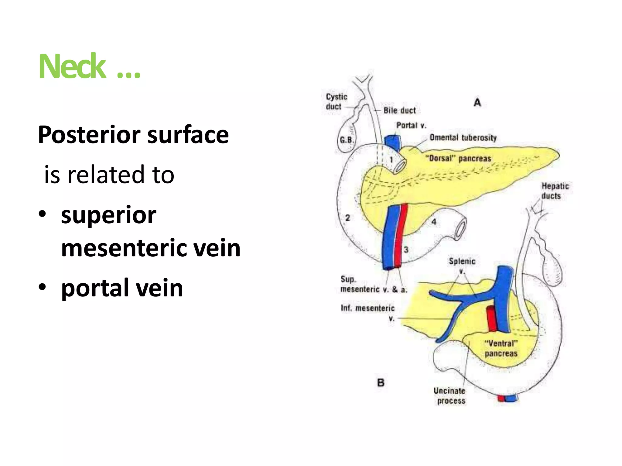 Neck …
Posterior surface
is related to
• superior
mesenteric vein
• portal vein
 