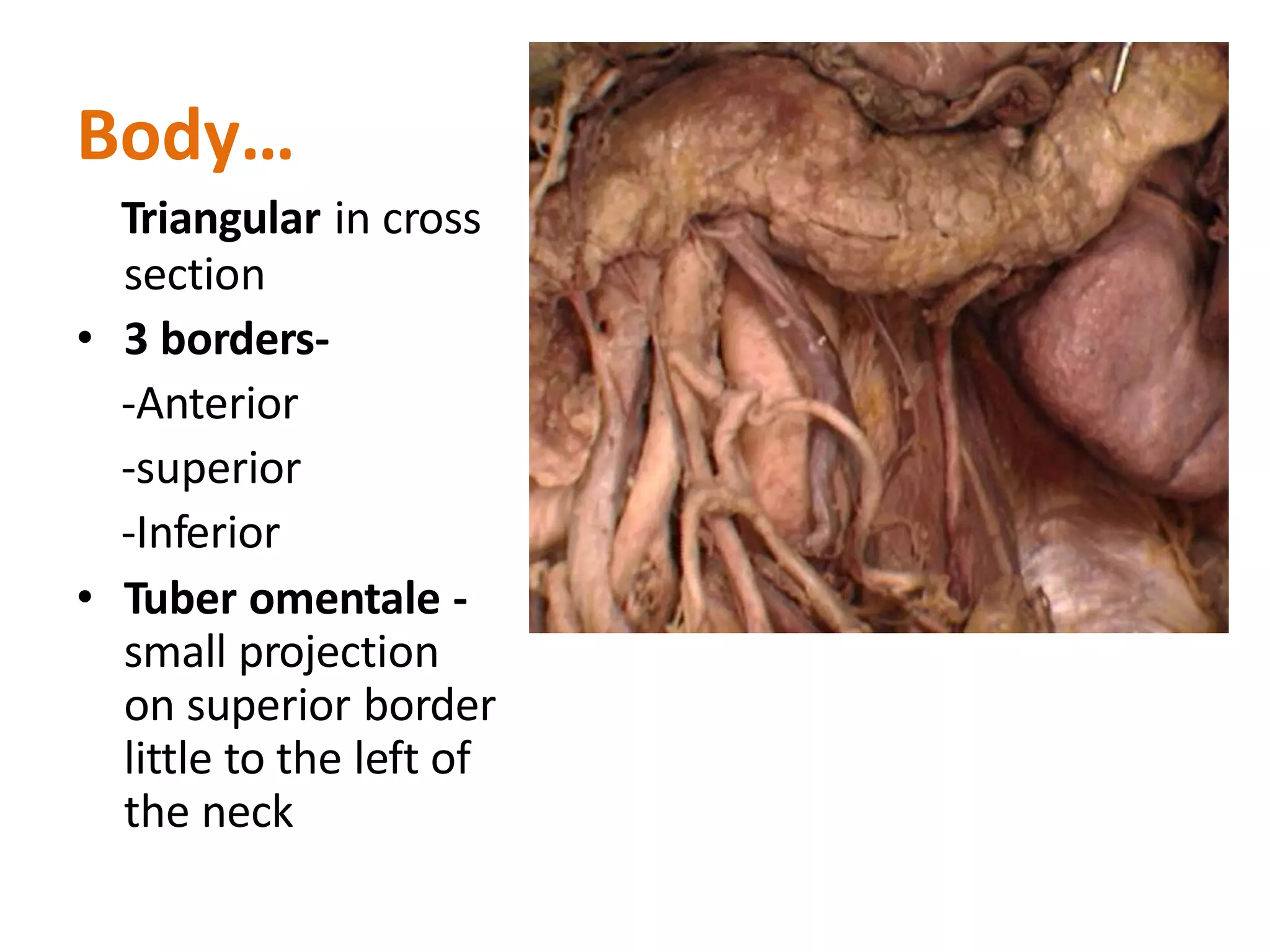 Body…
Triangular in cross
section
• 3 borders-
-Anterior
-superior
-Inferior
• Tuber omentale -
small projection
on superior border
little to the left of
the neck
 