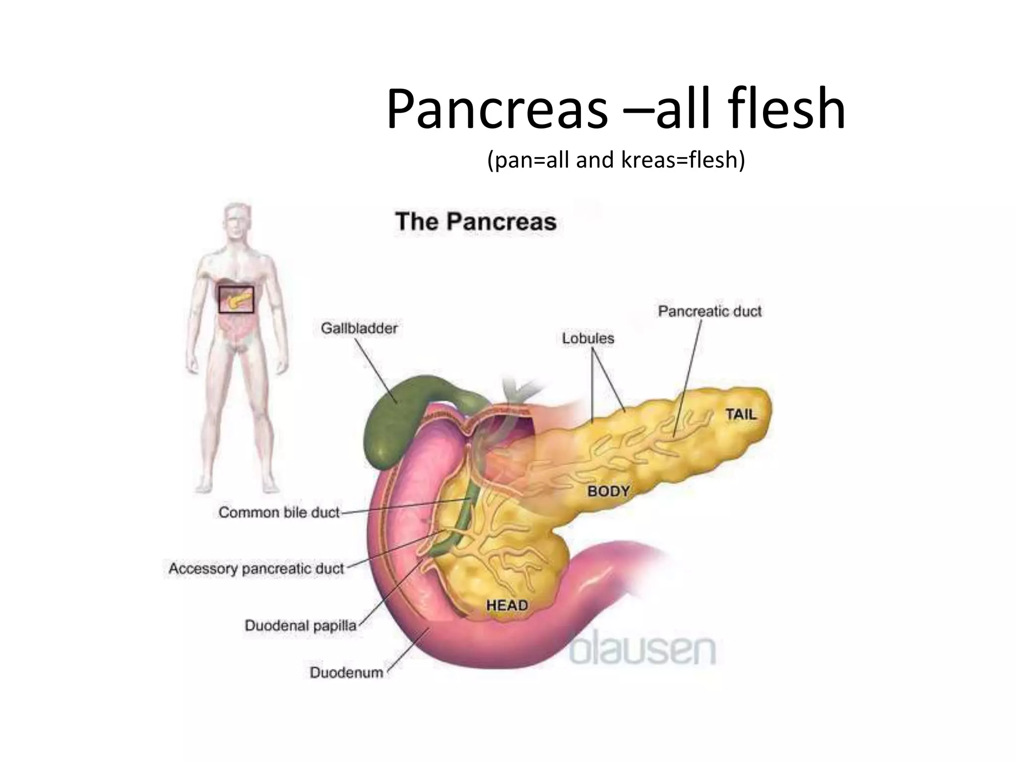 Pancreas –all flesh
(pan=all and kreas=flesh)
 