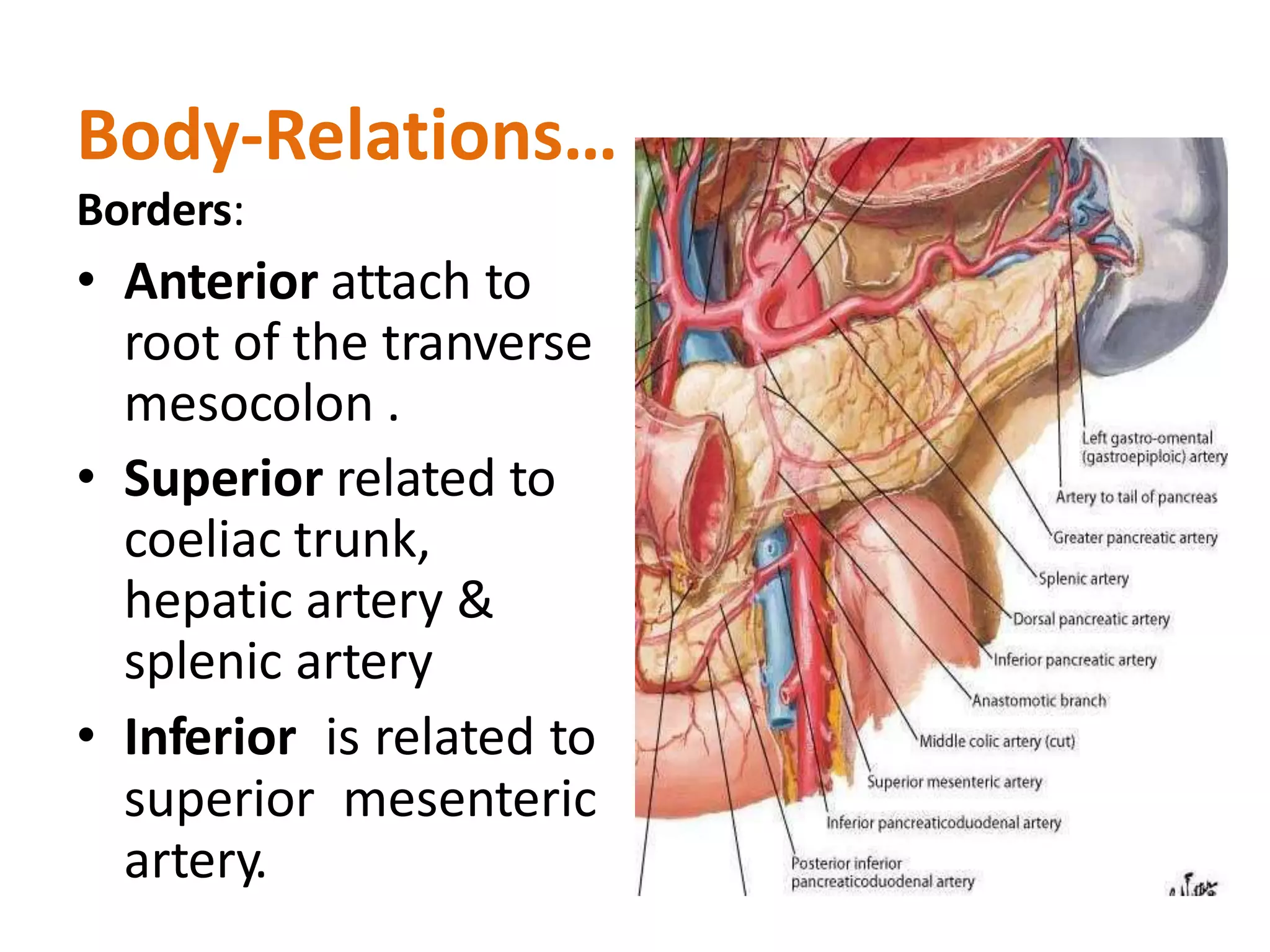 Body-Relations…
Borders:
• Anterior attach to
root of the tranverse
mesocolon .
• Superior related to
coeliac trunk,
hepatic artery &
splenic artery
• Inferior is related to
superior mesenteric
artery.
 