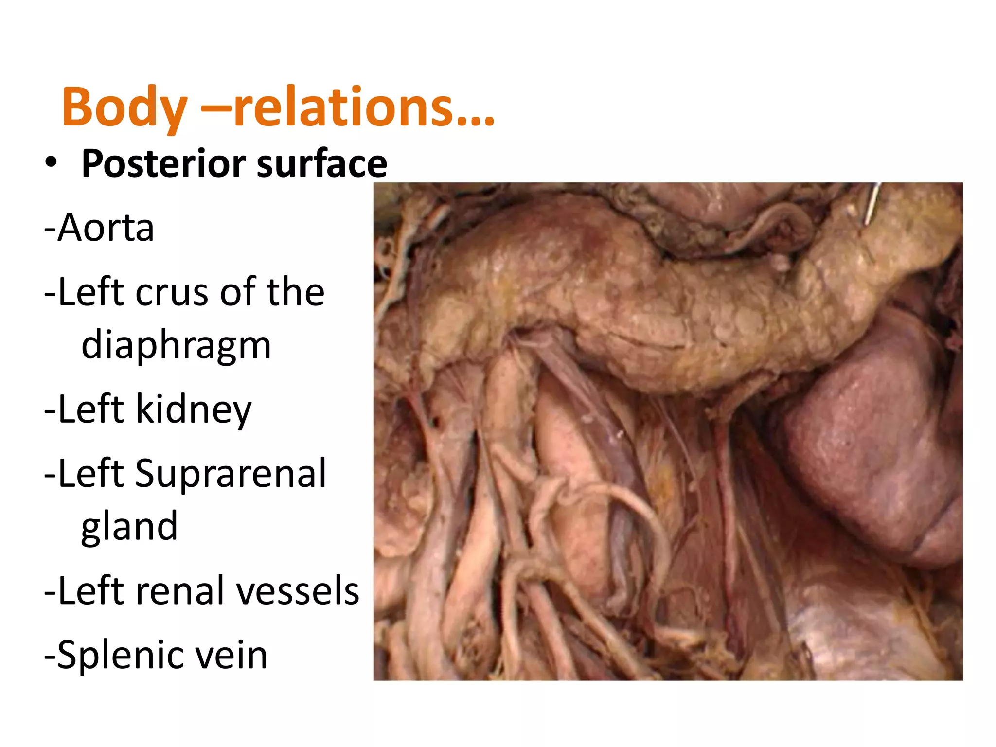 Body –relations…
• Posterior surface
-Aorta
-Left crus of the
diaphragm
-Left kidney
-Left Suprarenal
gland
-Left renal vessels
-Splenic vein
 