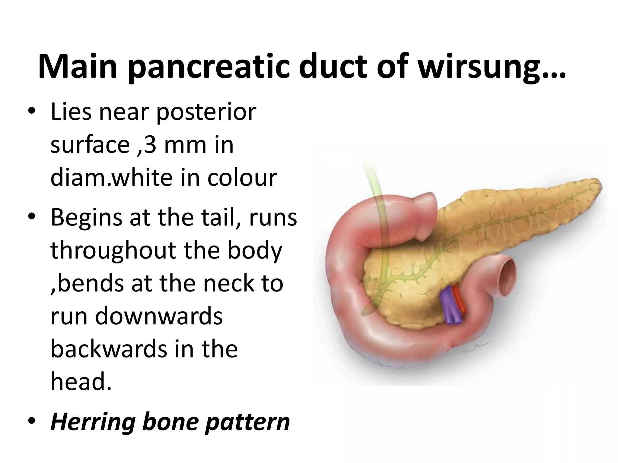 Main pancreatic duct of wirsung…
• Lies near posterior
surface ,3 mm in
diam.white in colour
• Begins at the tail, runs
throughout the body
,bends at the neck to
run downwards
backwards in the
head.
• Herring bone pattern
 