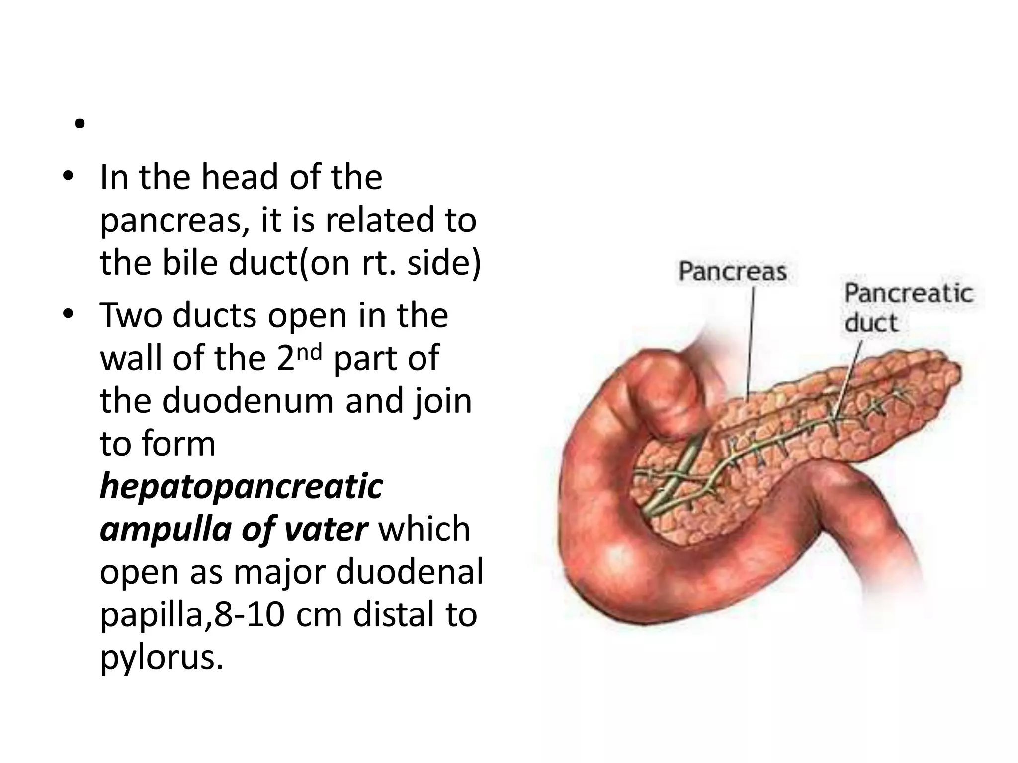 .
• In the head of the
pancreas, it is related to
the bile duct(on rt. side)
• Two ducts open in the
wall of the 2nd part of
the duodenum and join
to form
hepatopancreatic
ampulla of vater which
open as major duodenal
papilla,8-10 cm distal to
pylorus.
 