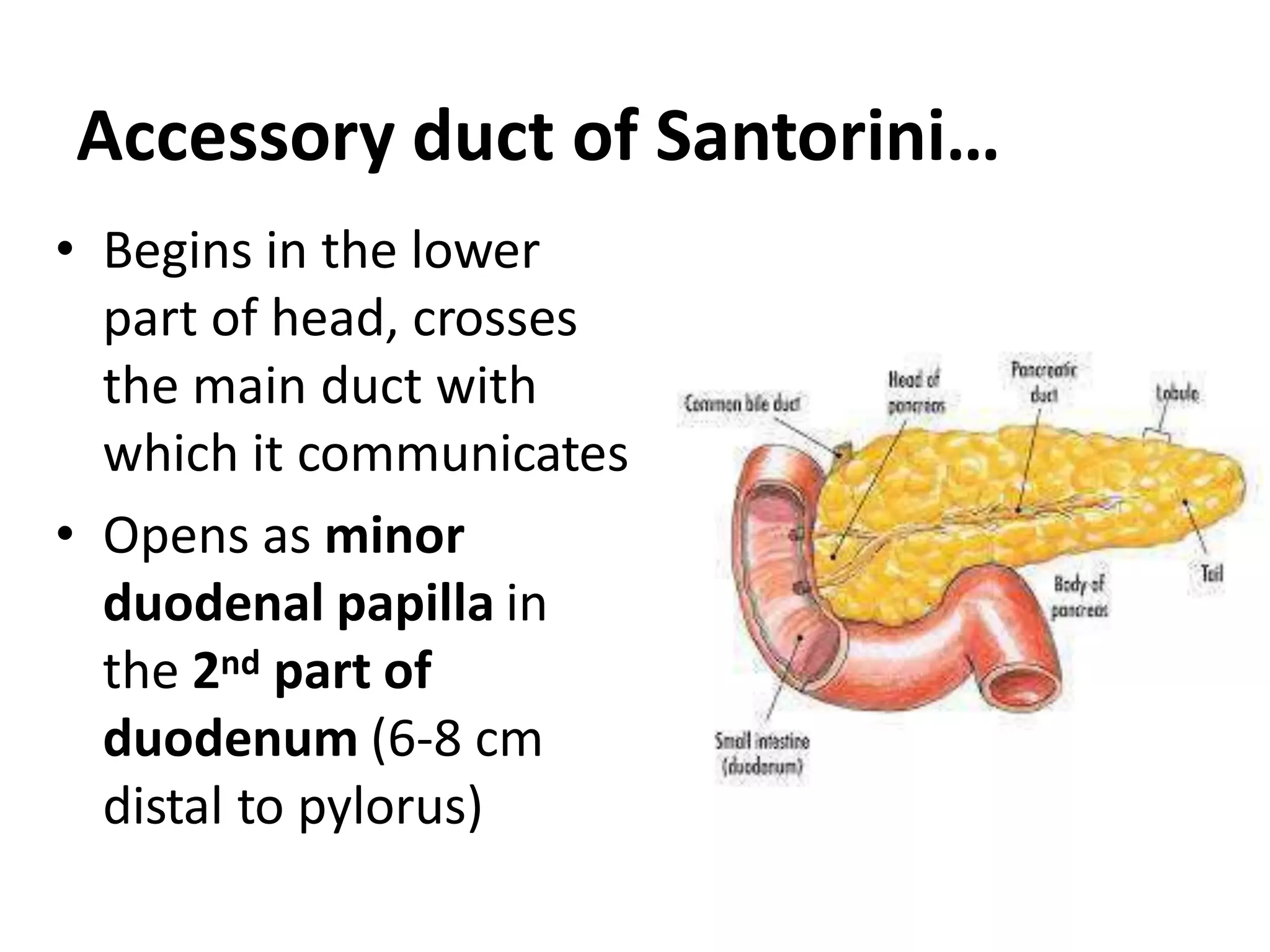 Accessory duct of Santorini…
• Begins in the lower
part of head, crosses
the main duct with
which it communicates
• Opens as minor
duodenal papilla in
the 2nd part of
duodenum (6-8 cm
distal to pylorus)
 