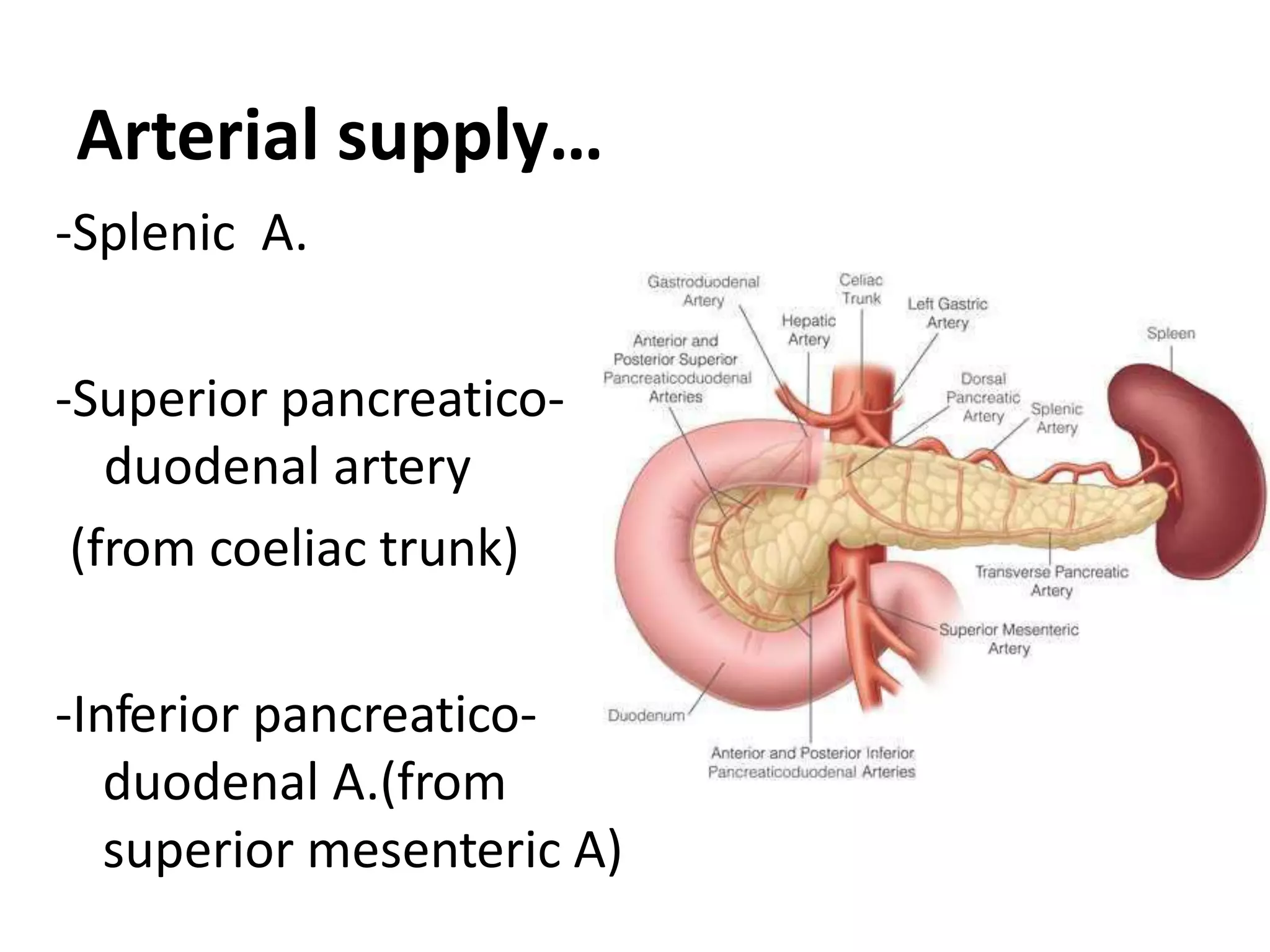 Arterial supply…
-Splenic A.
-Superior pancreatico-
duodenal artery
(from coeliac trunk)
-Inferior pancreatico-
duodenal A.(from
superior mesenteric A)
 