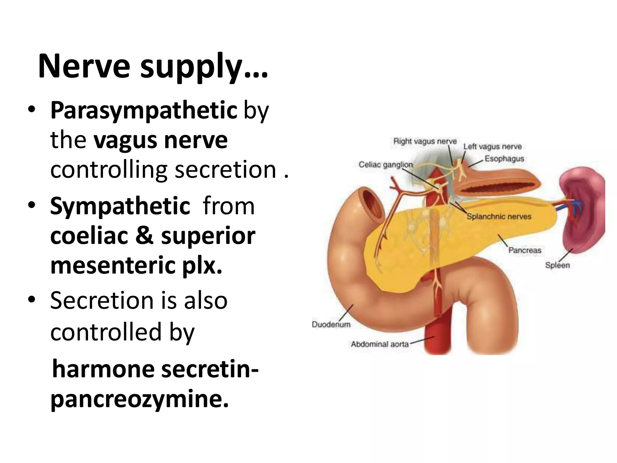 Nerve supply…
• Parasympathetic by
the vagus nerve
controlling secretion .
• Sympathetic from
coeliac & superior
mesenteric plx.
• Secretion is also
controlled by
harmone secretin-
pancreozymine.
 