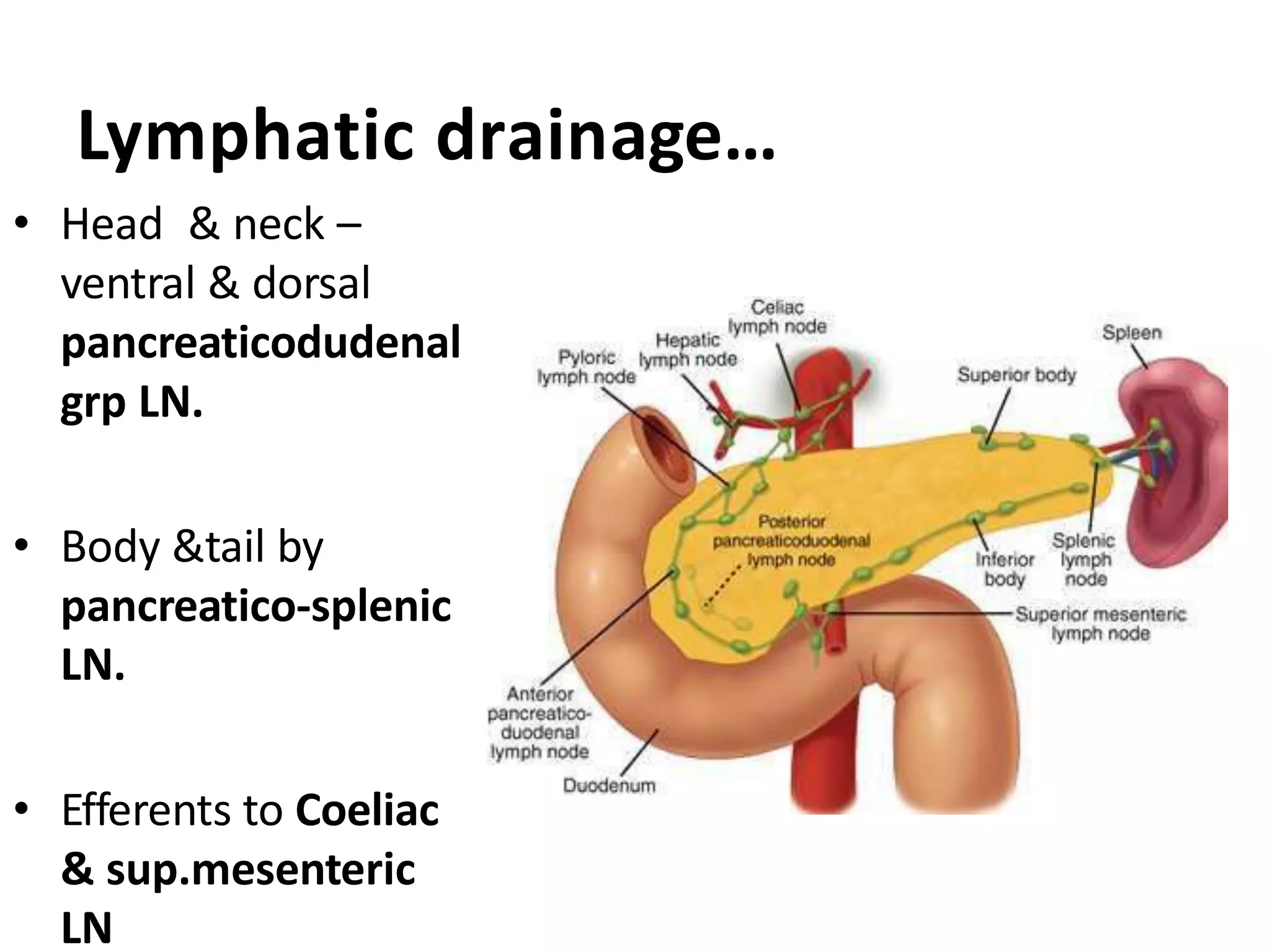 Lymphatic drainage…
• Head & neck –
ventral & dorsal
pancreaticodudenal
grp LN.
• Body &tail by
pancreatico-splenic
LN.
• Efferents to Coeliac
& sup.mesenteric
LN
 