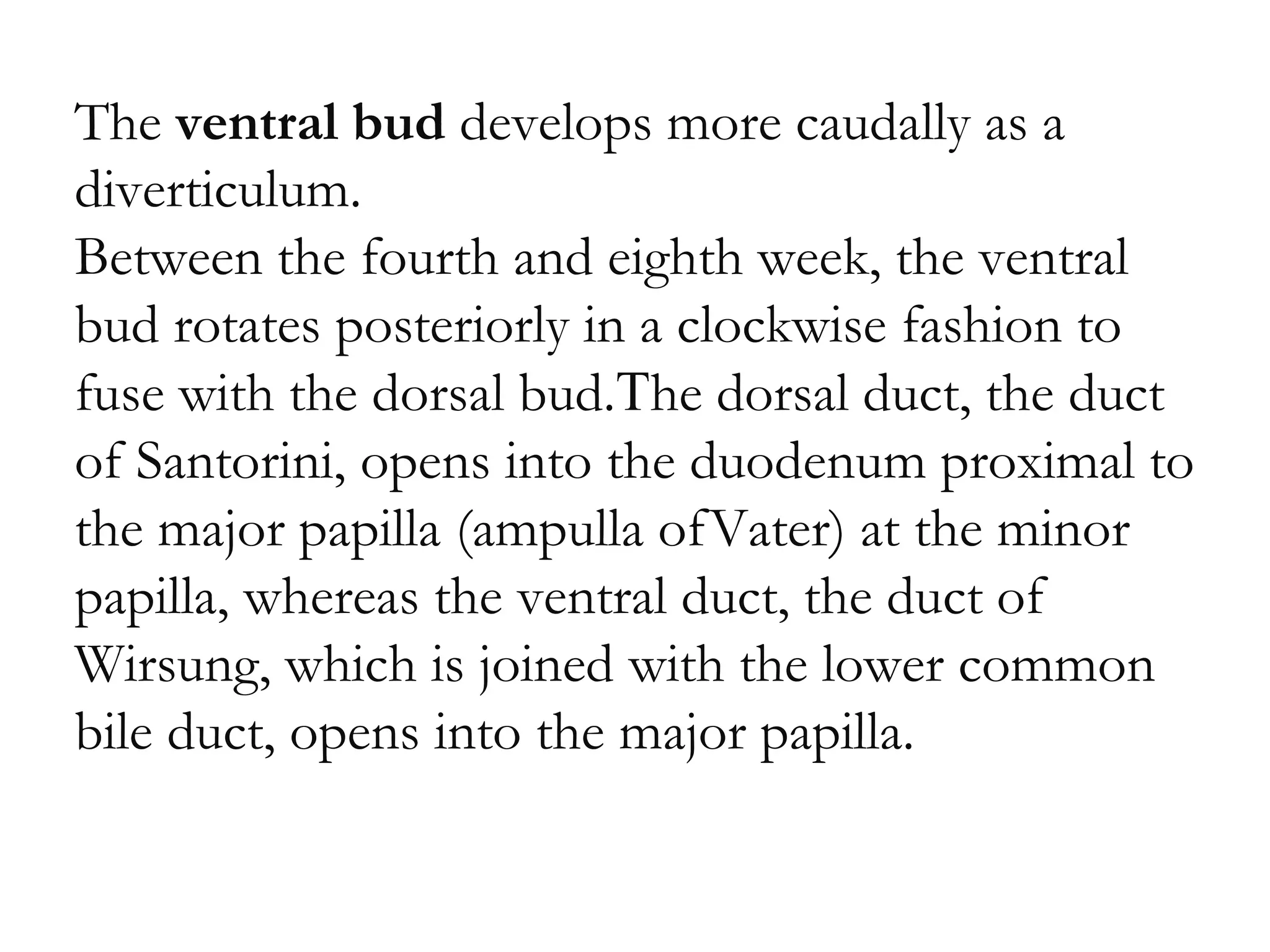 The ventral bud develops more caudally as a
diverticulum.
Between the fourth and eighth week, the ventral
bud rotates posteriorly in a clockwise fashion to
fuse with the dorsal bud.The dorsal duct, the duct
of Santorini, opens into the duodenum proximal to
the major papilla (ampulla ofVater) at the minor
papilla, whereas the ventral duct, the duct of
Wirsung, which is joined with the lower common
bile duct, opens into the major papilla.
 