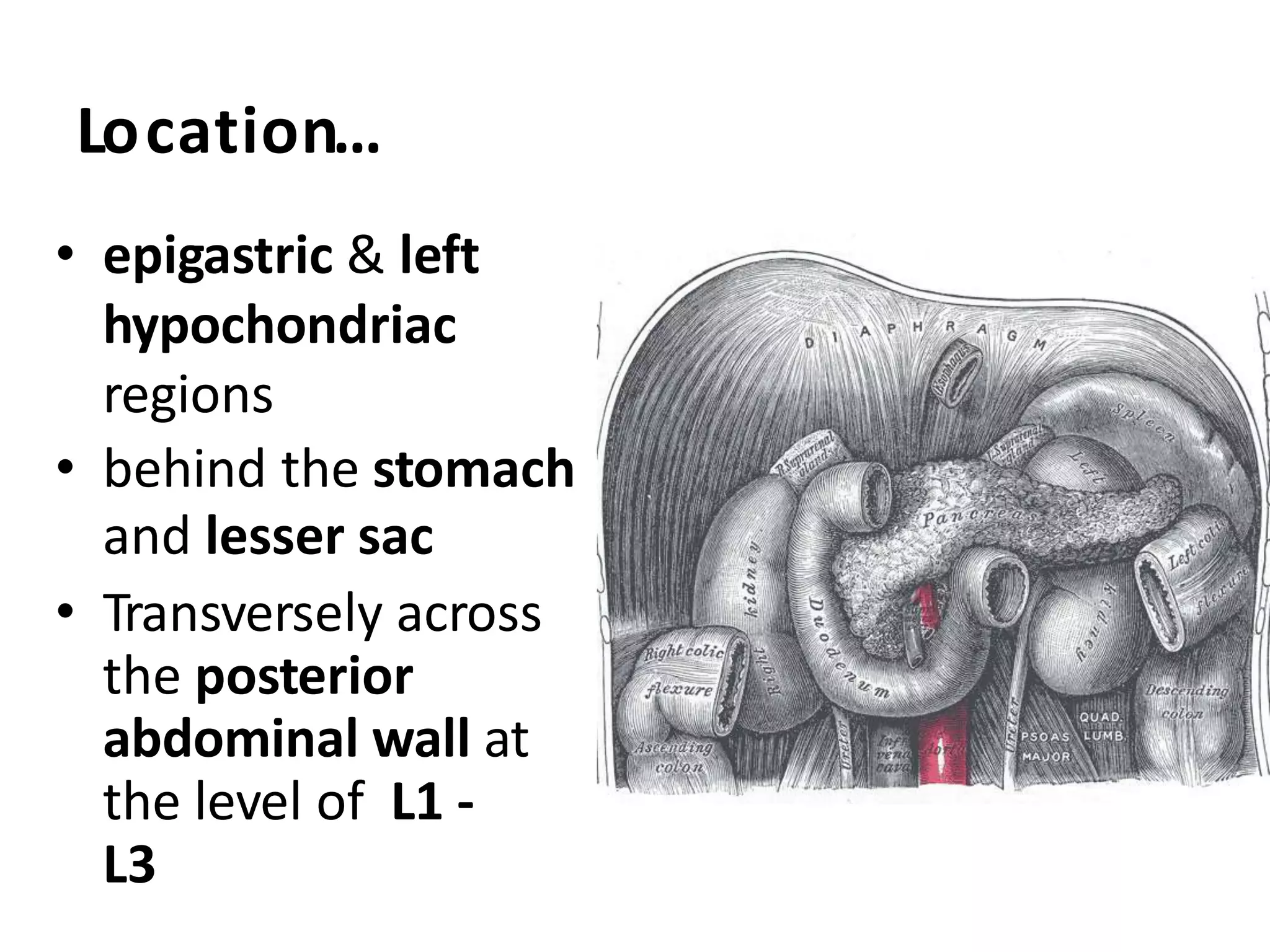 Location…
• epigastric & left
hypochondriac
regions
• behind the stomach
and lesser sac
• Transversely across
the posterior
abdominal wall at
the level of L1 -
L3
 