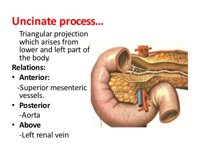 ANATOMY OF PANCREAS