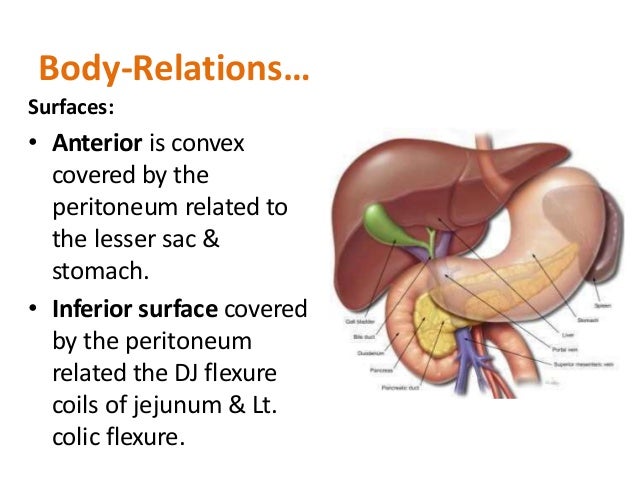 ANATOMY OF PANCREAS