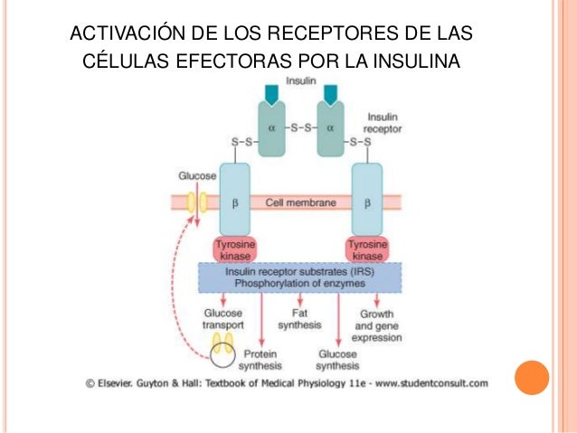 Pancreas e insulina Pancreas e insulina