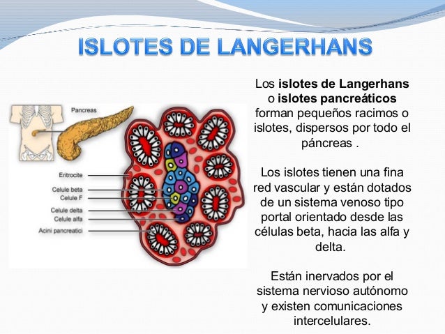 Anatom a y fisiolog a del p ncreas