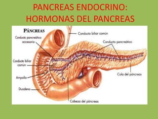 PANCREAS ENDOCRINO:
HORMONAS DEL PANCREAS
 