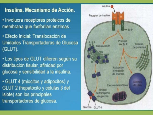 Pancreas endocrino Pancreas endocrino