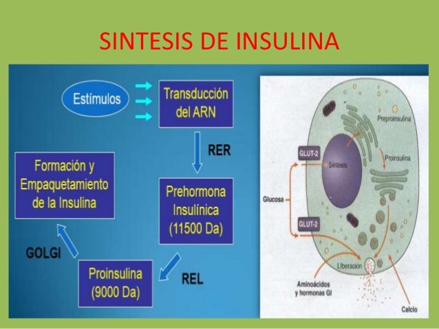 Pancreas endocrino Pancreas endocrino