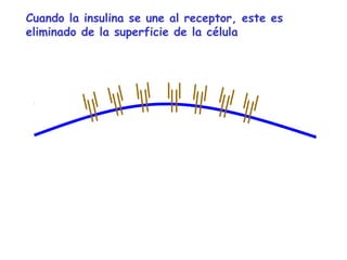 Cuando la insulina se une al receptor, este es 
eliminado de la superficie de la célula 
 