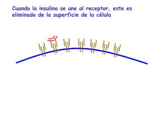 Cuando la insulina se une al receptor, este es 
eliminado de la superficie de la célula 
 