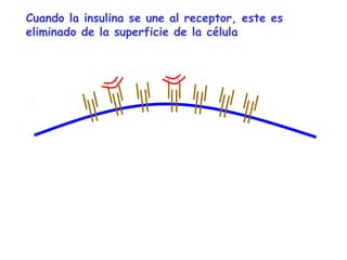 Cuando la insulina se une al receptor, este es 
eliminado de la superficie de la célula 
 
