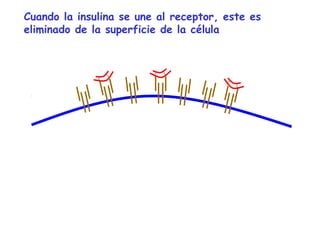 Cuando la insulina se une al receptor, este es 
eliminado de la superficie de la célula 
 
