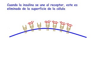 Cuando la insulina se une al receptor, este es 
eliminado de la superficie de la célula 
 