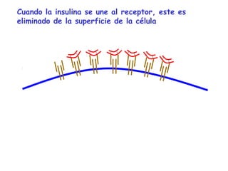 Cuando la insulina se une al receptor, este es 
eliminado de la superficie de la célula 
 