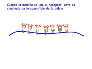 Cuando la insulina se une al receptor, este es 
eliminado de la superficie de la célula 
 
