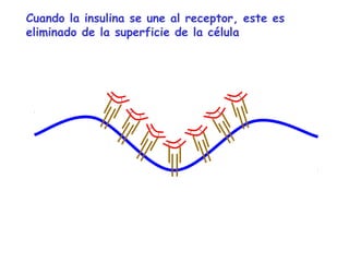 Cuando la insulina se une al receptor, este es 
eliminado de la superficie de la célula 
 