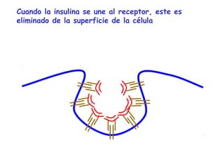 Cuando la insulina se une al receptor, este es 
eliminado de la superficie de la célula 
 