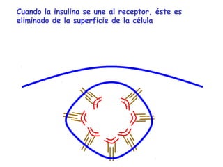 Cuando la insulina se une al receptor, éste es 
eliminado de la superficie de la célula 
 