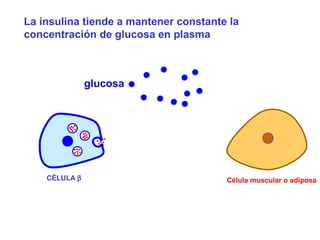 La insulina tiende a mantener constante la 
concentración de glucosa en plasma 
glucosa 
CÉLULA b Célula muscular o adiposa 
 