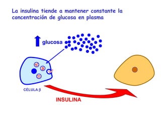 La insulina tiende a mantener constante la 
concentración de glucosa en plasma 
glucosa 
INSULINA 
CÉLULA b 
 