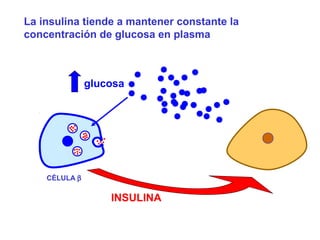 La insulina tiende a mantener constante la 
concentración de glucosa en plasma 
glucosa 
INSULINA 
CÉLULA b 
 