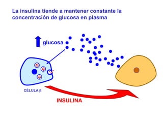 La insulina tiende a mantener constante la 
concentración de glucosa en plasma 
glucosa 
INSULINA 
CÉLULA b 
 
