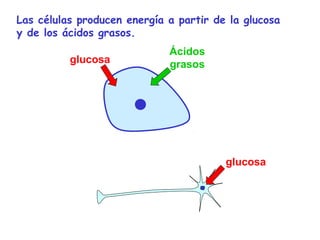 Las células producen energía a partir de la glucosa 
y de los ácidos grasos. 
glucosa 
Ácidos 
grasos 
glucosa 
 
