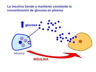 La insulina tiende a mantener constante la 
concentración de glucosa en plasma 
glucosa 
INSULINA 
CÉLULA b 
 