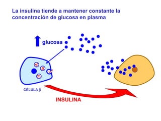 La insulina tiende a mantener constante la 
concentración de glucosa en plasma 
glucosa 
INSULINA 
CÉLULA b 
 