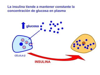 La insulina tiende a mantener constante la 
concentración de glucosa en plasma 
glucosa 
INSULINA 
CÉLULA b 
 