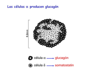 Las células a producen glucagón 
célula a glucagón 
célula d somatostatin 
 