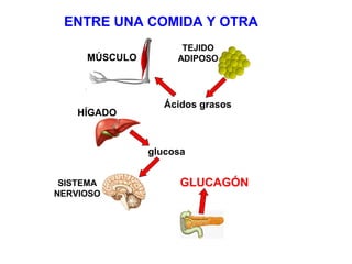 ENTRE UNA COMIDA Y OTRA 
TEJIDO 
ADIPOSO 
Ácidos grasos 
glucosa 
MÚSCULO 
HÍGADO 
SISTEMA 
NERVIOSO 
GLUCAGÓN 
 