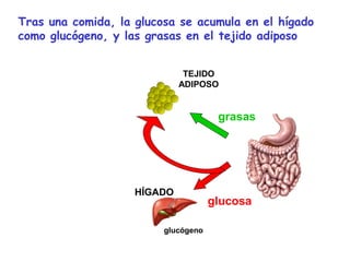 Tras una comida, la glucosa se acumula en el hígado 
como glucógeno, y las grasas en el tejido adiposo 
TEJIDO 
ADIPOSO 
HÍGADO 
glucógeno 
grasas 
glucosa 
 