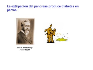 La extirpación del páncreas produce diabetes en 
perros 
Oskar Minkowsky 
(1858-1931) 
 