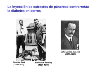 La inyección de extractos de páncreas contrarresta 
la diabetes en perros 
Charles Best 
(1899-1978) 
Frederick Banting 
(1891-1941) 
John James McLeod 
(1876-1935) 
 