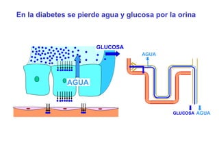 En la diabetes se pierde agua y glucosa por la orina 
AGUA 
AGUA 
GLUCOSA AGUA 
GLUCOSA 
 