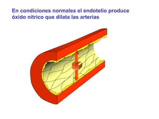 En condiciones normales el endotelio produce 
óxido nítrico que dilata las arterias 
 