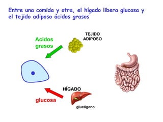 Entre una comida y otra, el hígado libera glucosa y 
el tejido adiposo ácidos grasos 
TEJIDO 
ADIPOSO 
HÍGADO 
glucógeno 
Acidos 
grasos 
glucosa 
 