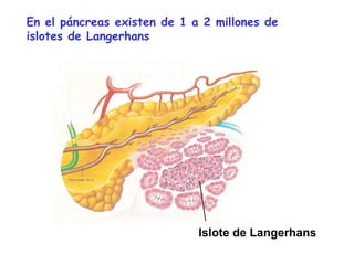 En el páncreas existen de 1 a 2 millones de 
islotes de Langerhans 
Islote de Langerhans 
 